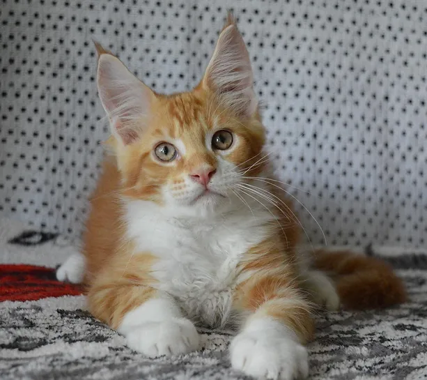 a7f928_783b6a6243574b78bb553834df46044c~mv2