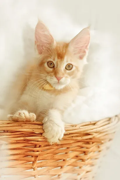 a7f928_8c52a1216a594f44bc3f95f4e1b363c5~mv2