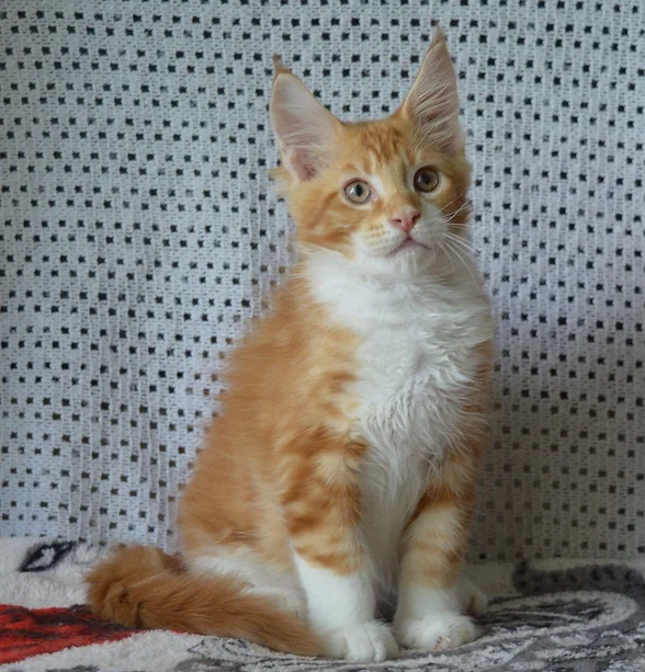 a7f928_8faad3264a8b4310b69d374946ccccbb~mv2