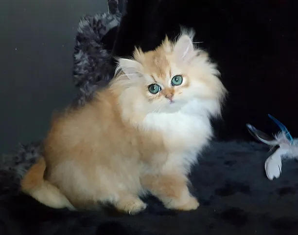 a7f928_928ebd8c699c4f89a9e438872ce54717~mv2