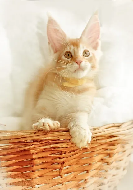 a7f928_9d7f14c8aa804049b0eae9f33cca1eaf~mv2