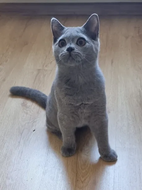 a7f928_a594139a52124deda7927bb69a1415e4~mv2