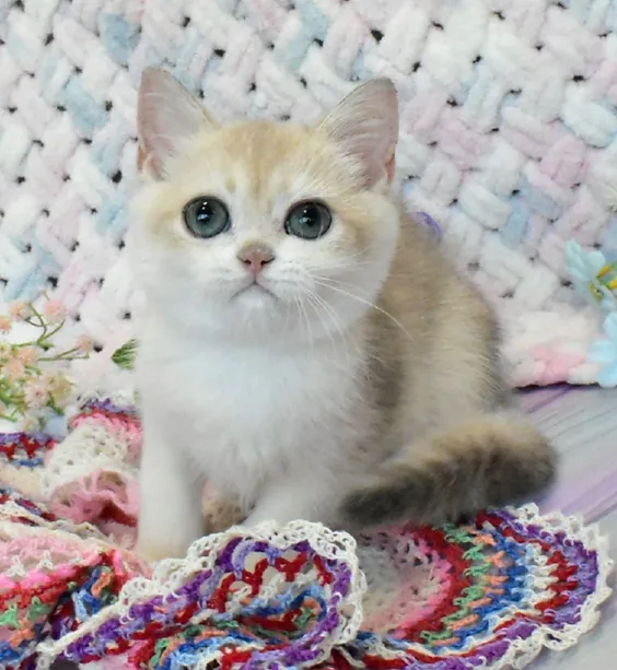 a7f928_a6e8085dc537455597b49f59c5f5d731~mv2