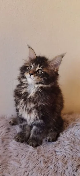 a7f928_a9bef2a60e534feabdcea186a26fc6f5~mv2