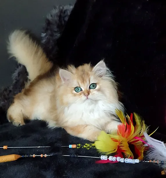 a7f928_b138268d203b42168a84fc6e39bee793~mv2