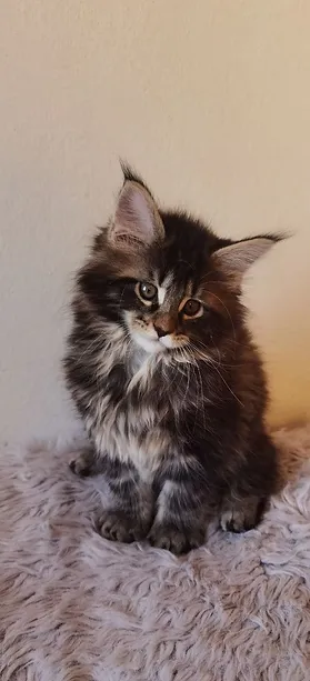 a7f928_b14079f736384fb09c9913443b11f05d~mv2