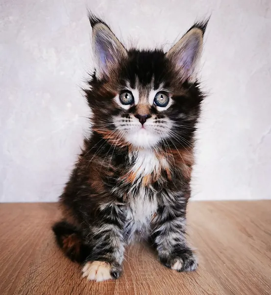 a7f928_b5d206797e6a4bd0a2210b16fba5b45a~mv2