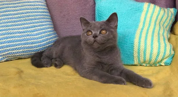 a7f928_b9451cac2446406795bdf9505d5b3082~mv2