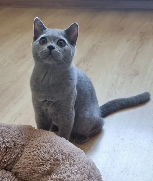 a7f928_bf14f7d328d64dafab648c211d35fd42~mv2