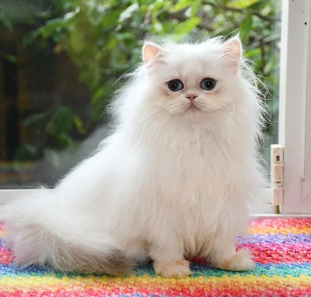 a7f928_caf07b5c37934f4ca9f047bddb6844db~mv2