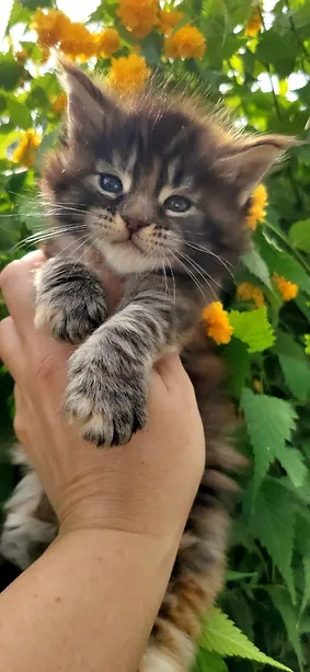 a7f928_cbd704e0116e446d85d7e6baecf41ecd~mv2