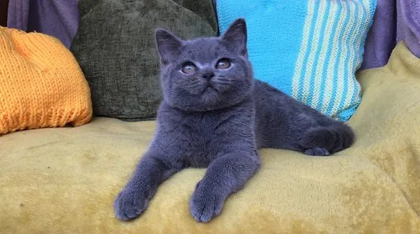 a7f928_cdce053701ca4e6293569baa4dd6b10e~mv2