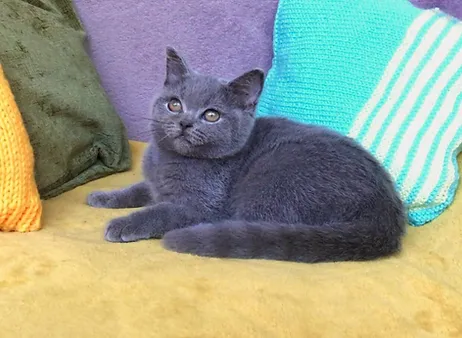 a7f928_d6f9a94065994f7da401278f4949a18e~mv2