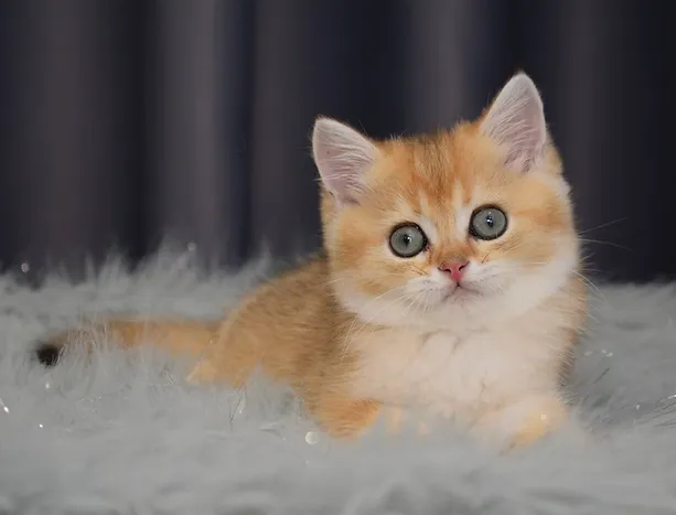 a7f928_db7cbe357e7c48ea8e5ff29d4115c71a~mv2