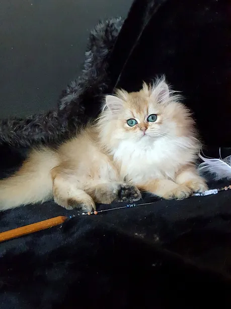 a7f928_dfe84117b9cd484781a0042f31798cf5~mv2