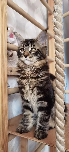 a7f928_e83648aab0c04aa78de0b34c80ede34b~mv2