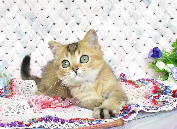 a7f928_f3349355aee442b38b75af10cbdcac14~mv2