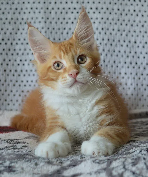 a7f928_f5c8bce0206b4831ab17cfdab53a9809~mv2