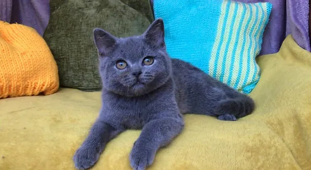 a7f928_fe7ab14ba4cb40649b48a45e271653f1~mv2