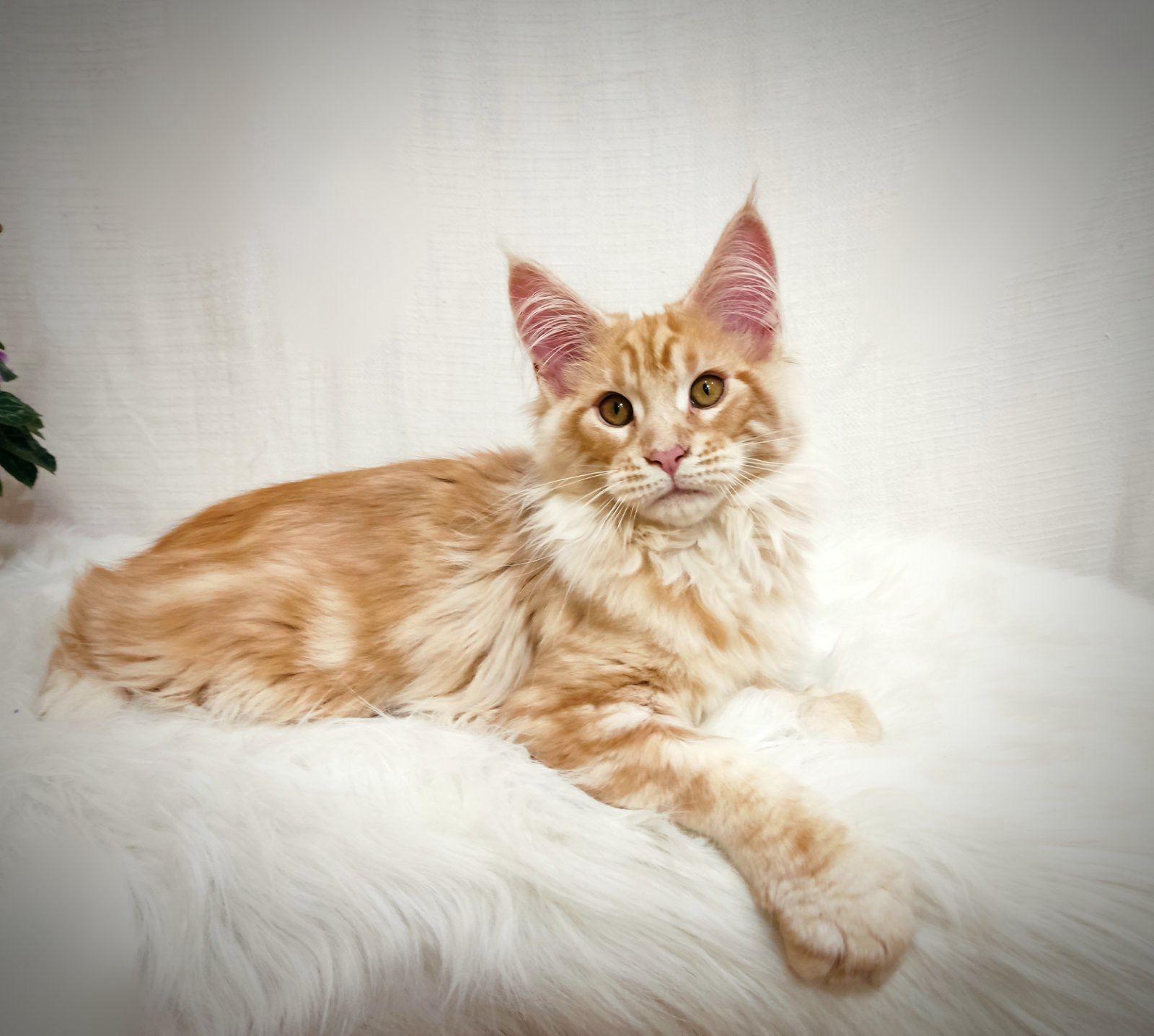 a90f85d4-c0c4-4277-98ef-96ed7b3231e8