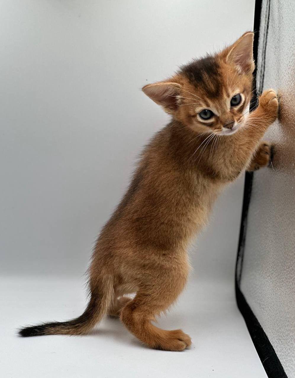 b54cdc55-5dda-46aa-9b7f-35aeeff28d53