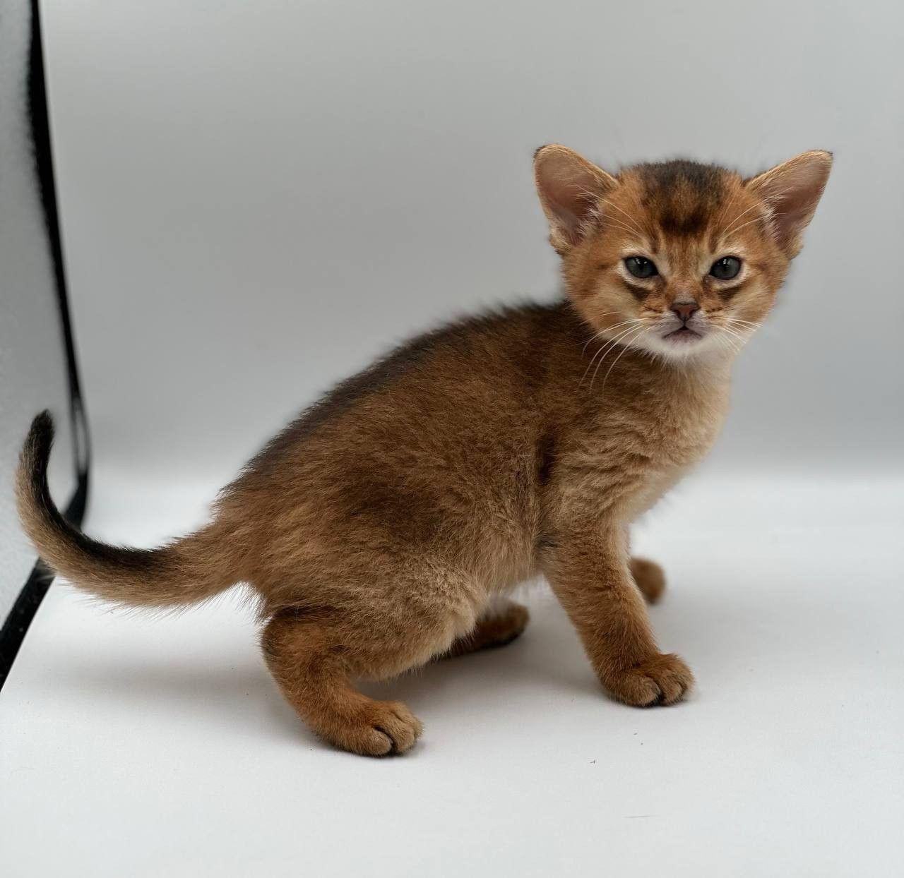 c9bc4688-dc99-4f09-9f20-061269ff4a81