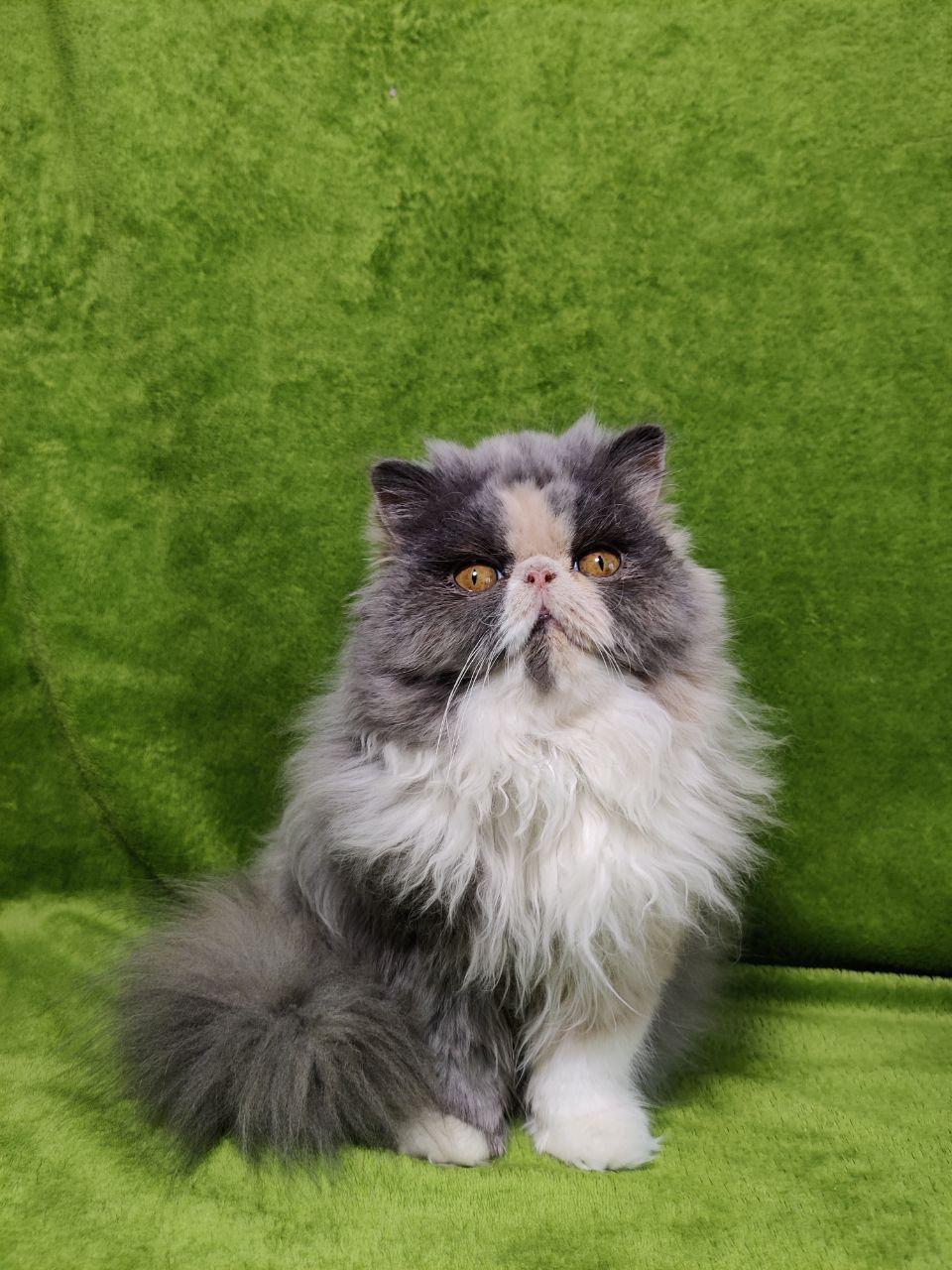 cfac685e-24f7-4eea-8b7f-b20b40b42781