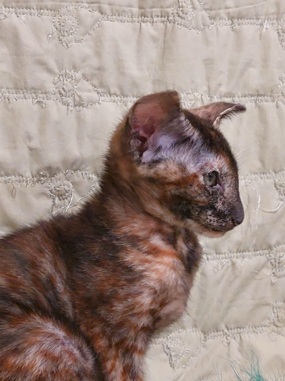 e80ea0b8-b782-4d81-9236-259585647d0d