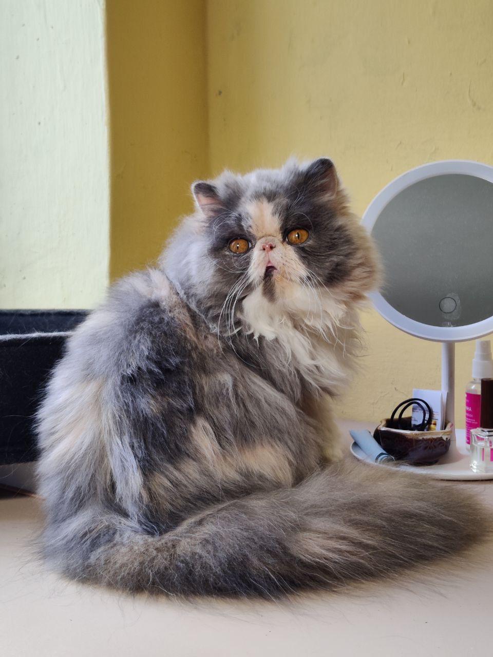 ed91a0e2-4cd2-4b00-b387-effca9b7ff91