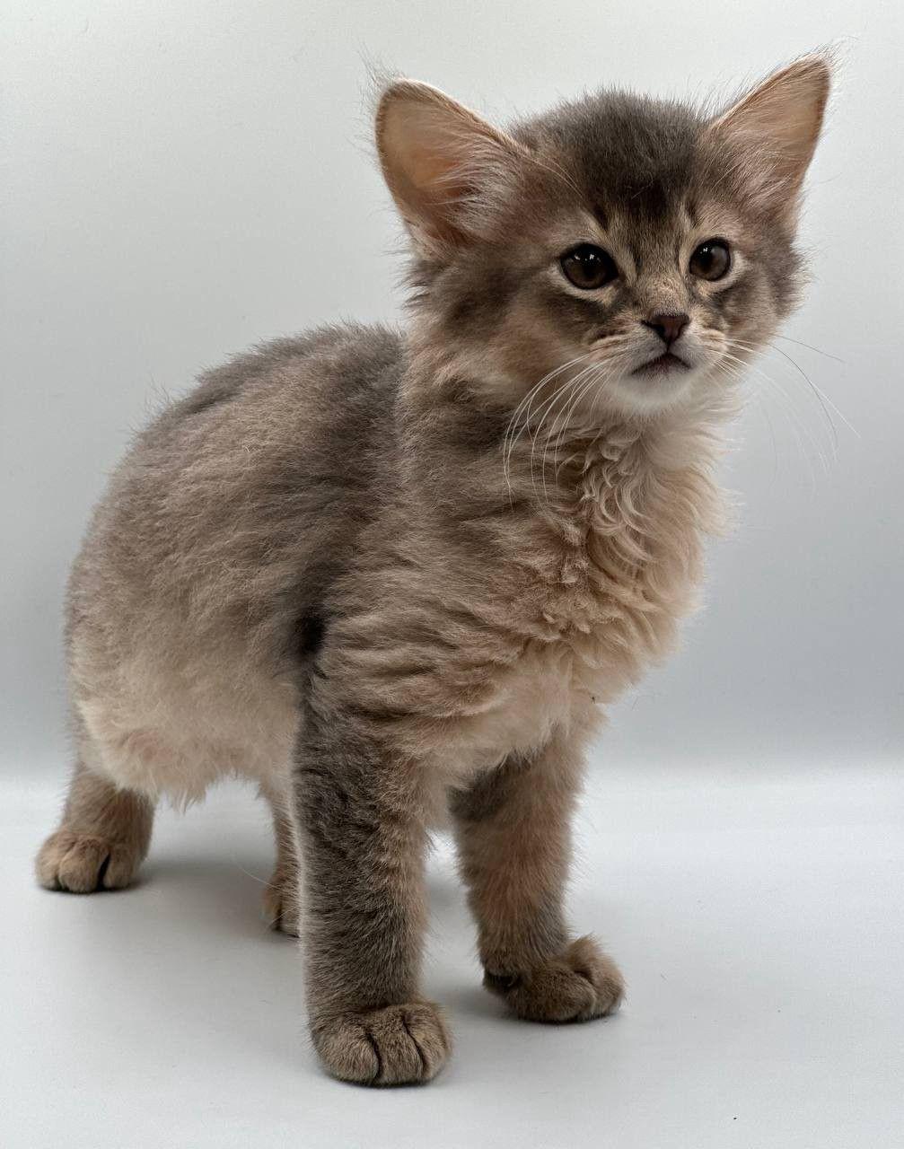 fcf31cee-da5f-46fc-a749-e1aab6601f43