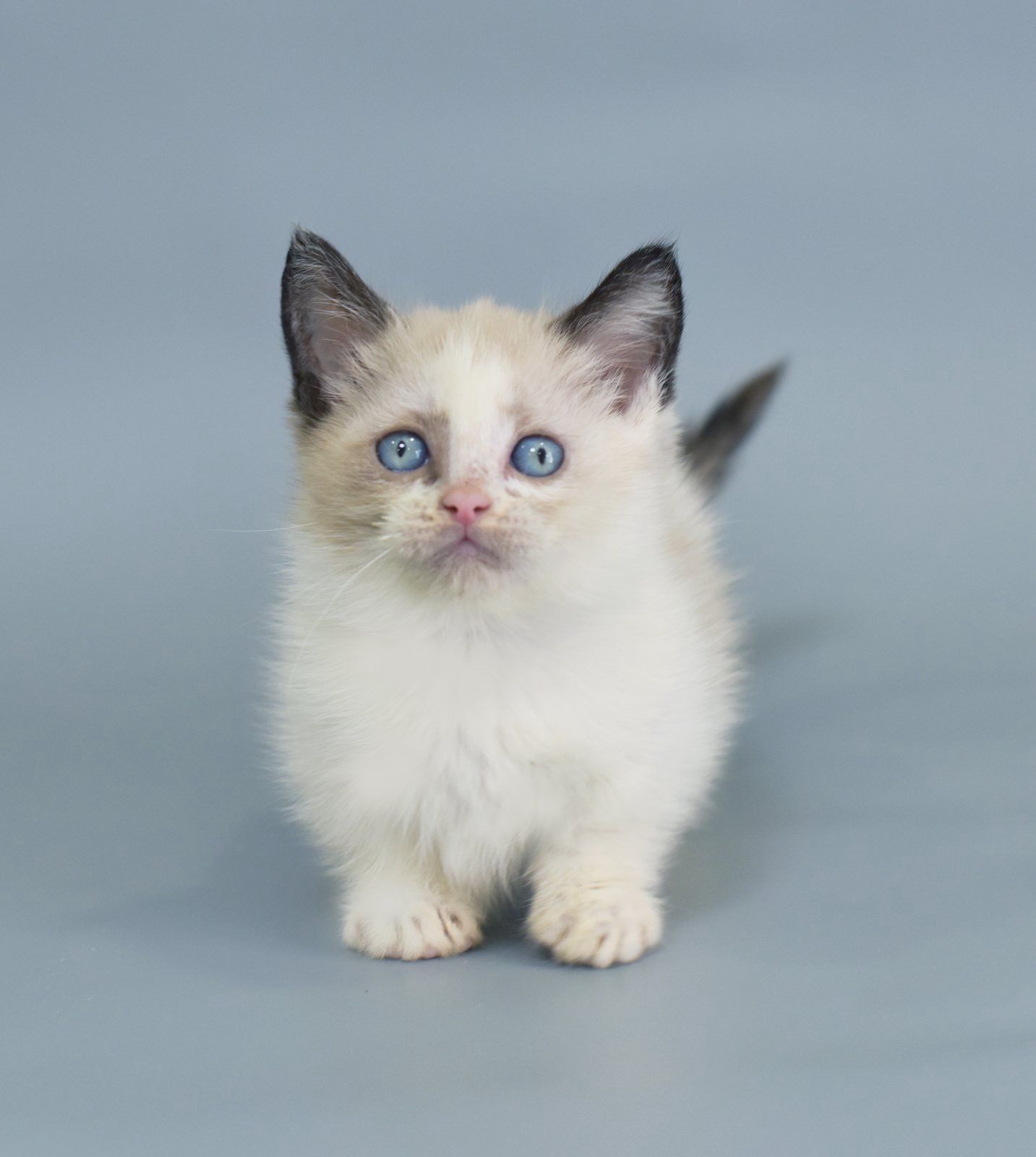 pzqoumSs4kSRXL9xTfQmtLVkmGvRUhua96fVcZBDcD0=_plaintext_638349479967988353