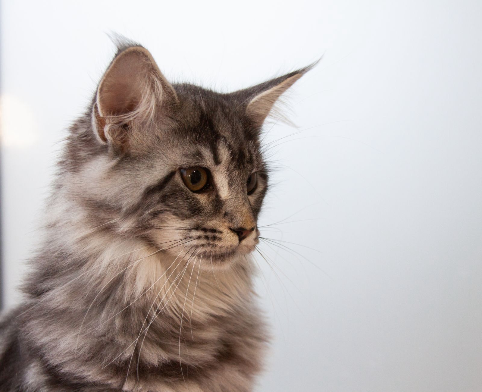 0da891d1-62f8-4f51-b0e1-e16e4958bab3