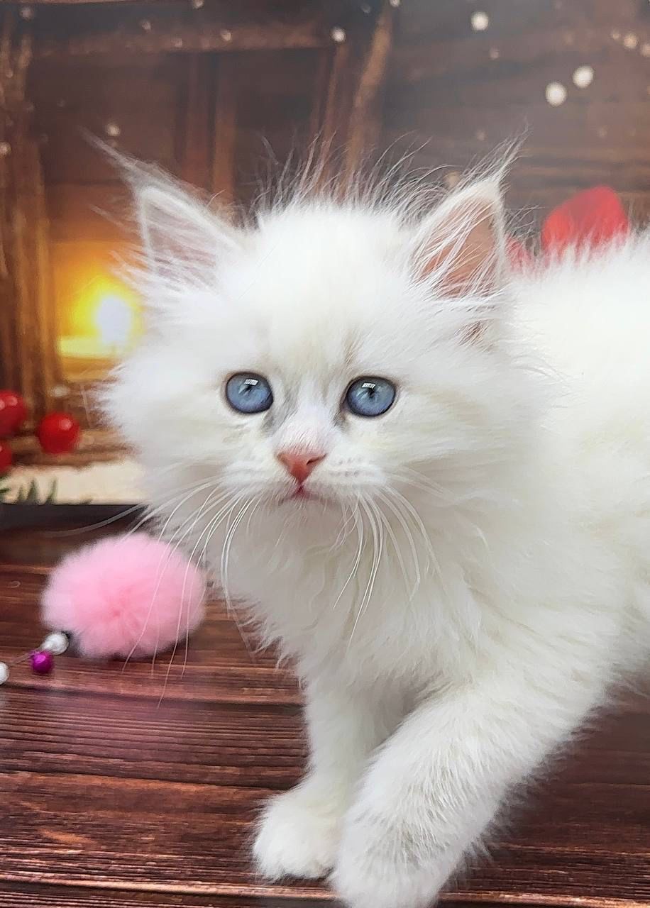 1fbbcfff-4722-42dd-996a-a91421dfa0ec