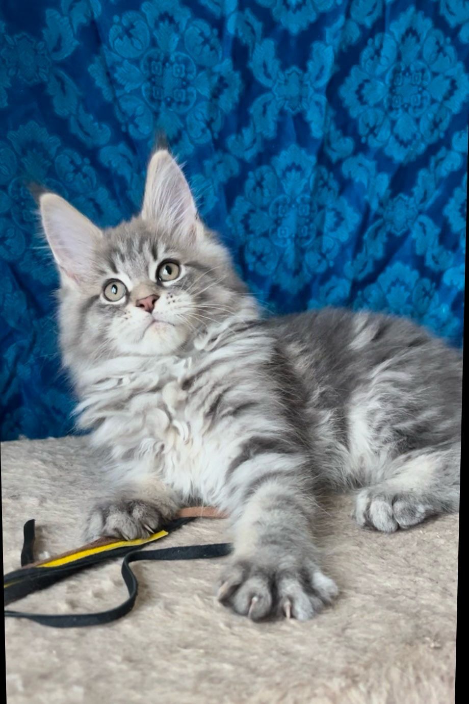 332921e1-6f13-4427-b22d-58b71eb058b9