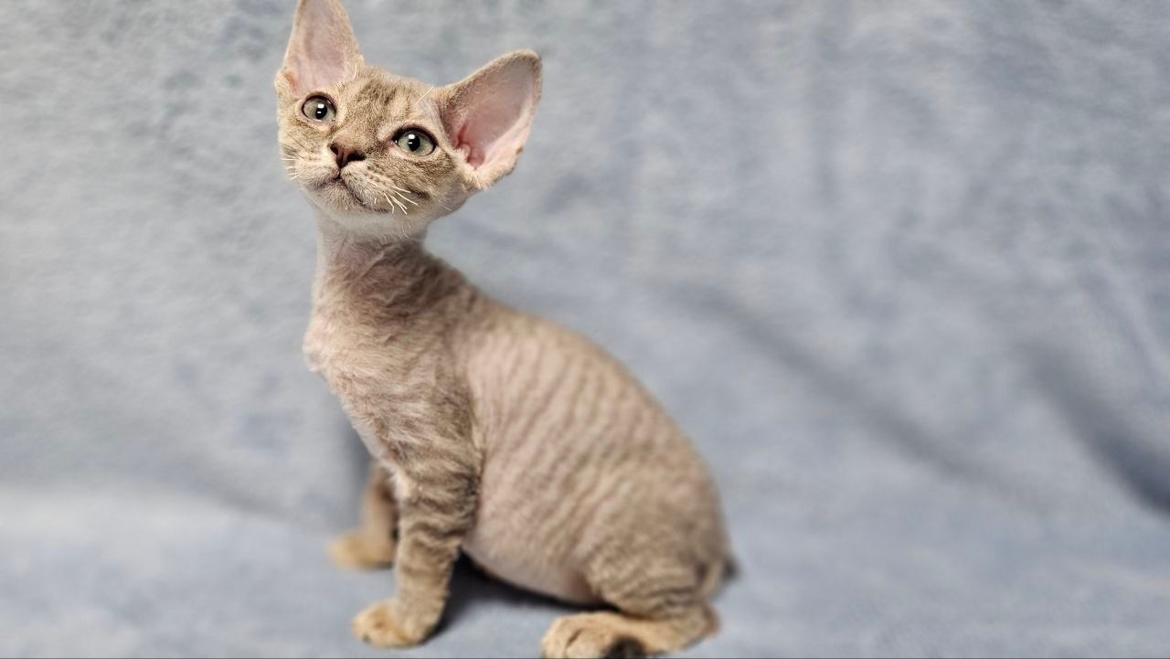 44d51fcf-bc36-448a-9551-69418f921dd7