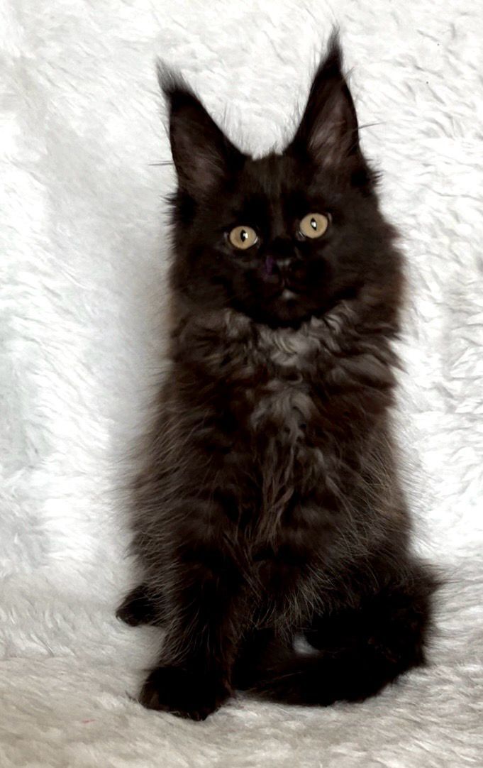 4e2ff720-1789-4c6f-b006-18a90cbd4113