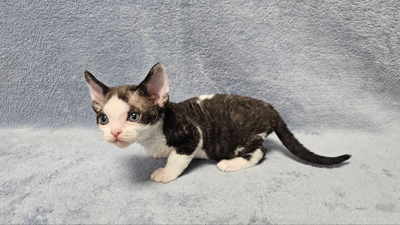 55c311c5-e20c-4caa-bd4d-1c68106b8e30