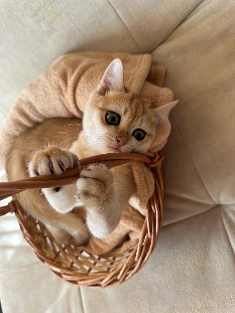 56c84713-a3dc-4066-8bb4-f4e783f2a27f