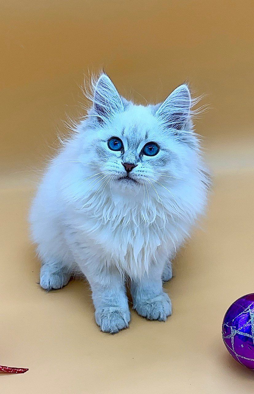 74bacaf4-d7d8-4c53-a7a3-c8453dc06844