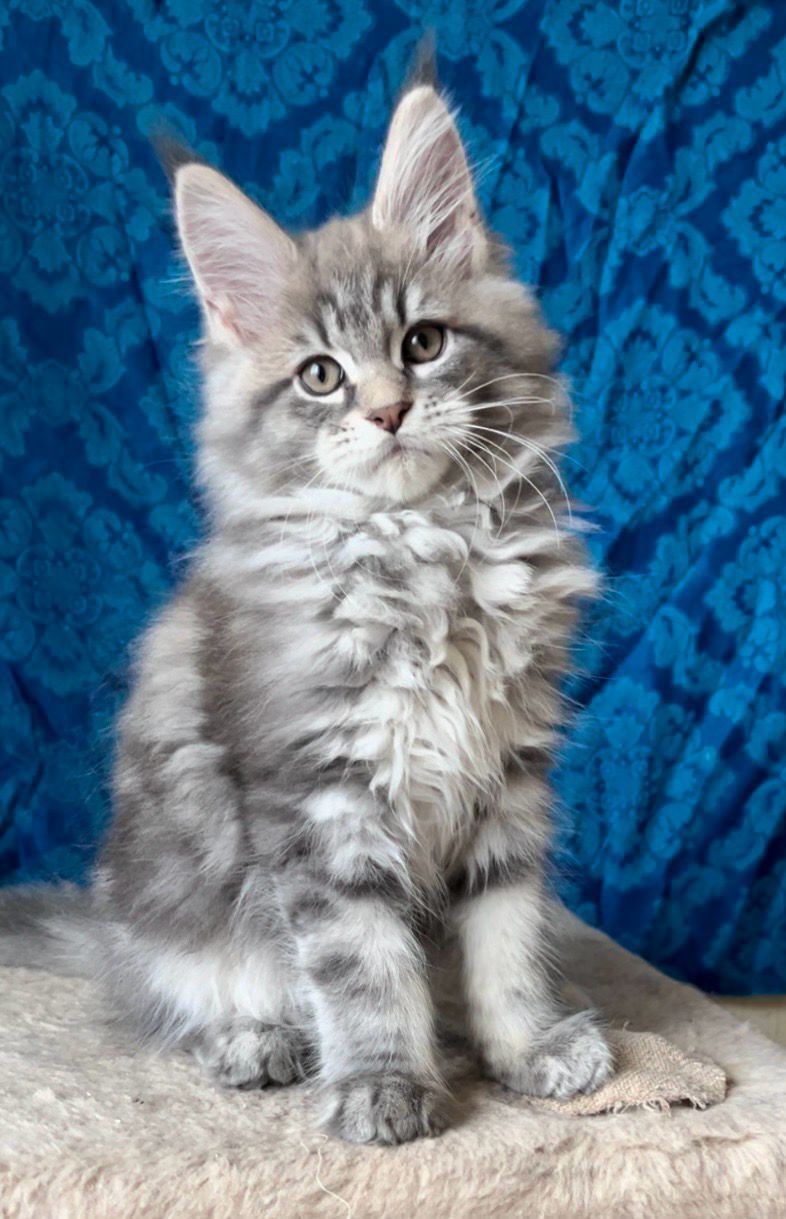 7ebe5183-3c6a-4acf-b5c9-d096778dcf20