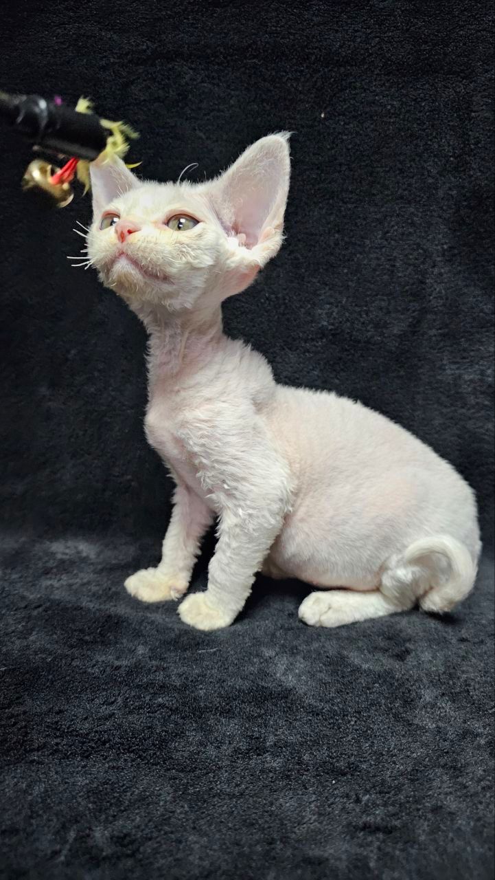 806cc3bf-7cef-40e8-9f88-b8e57b64e68f