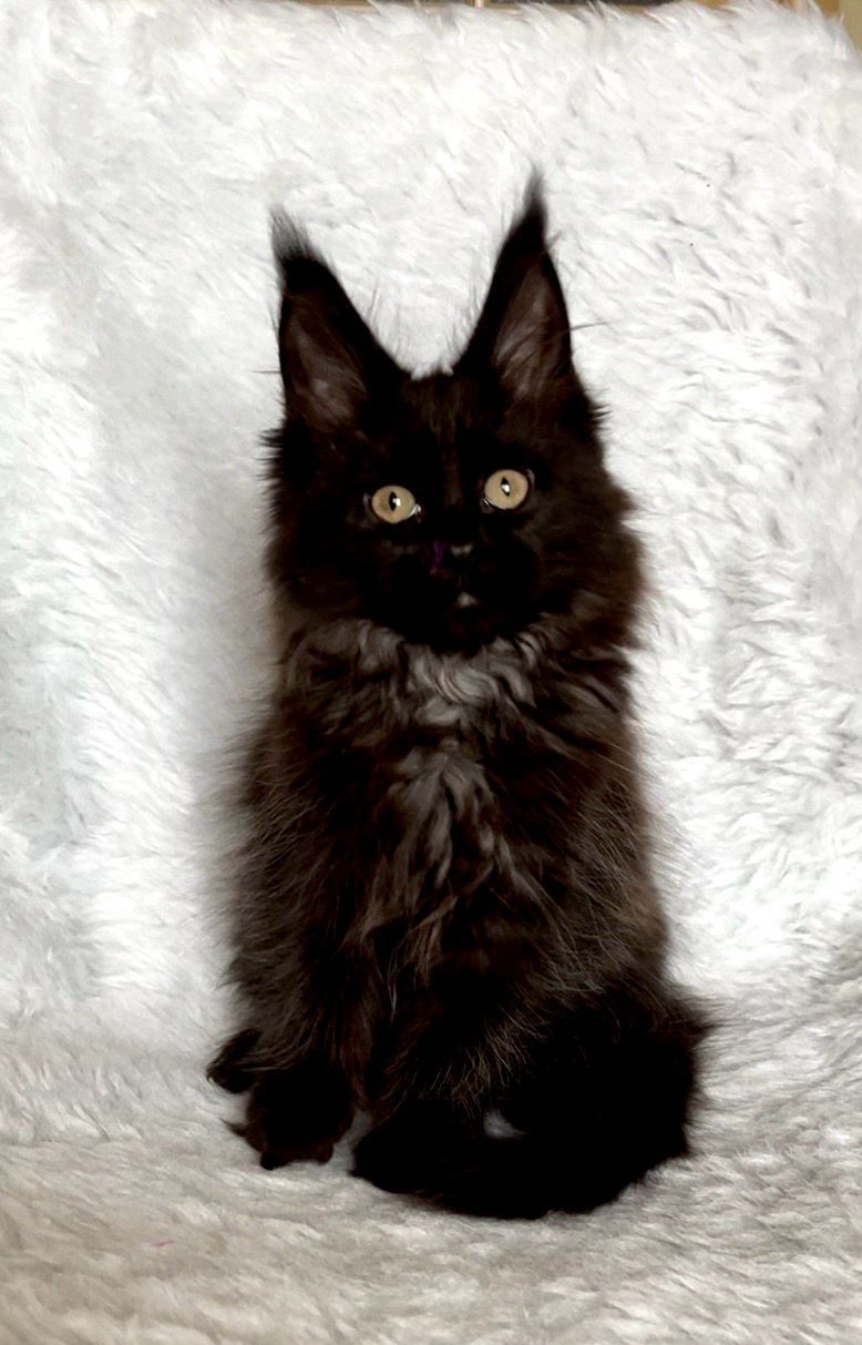 86a095bb-e1fb-4580-95ef-d485a9a393ee