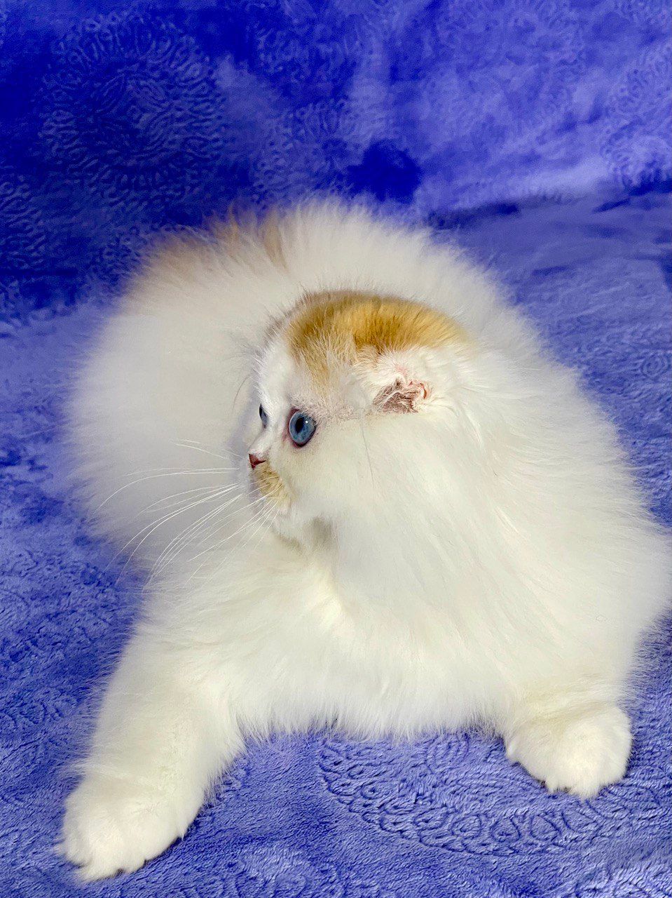 8b2ba46f-674d-4cbe-88a9-d3e6851715ef (1)