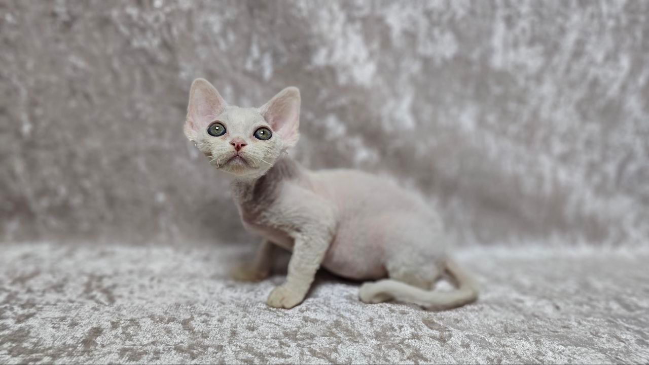 8d84a1f6-eff3-45a9-8929-41ad561bd8c6