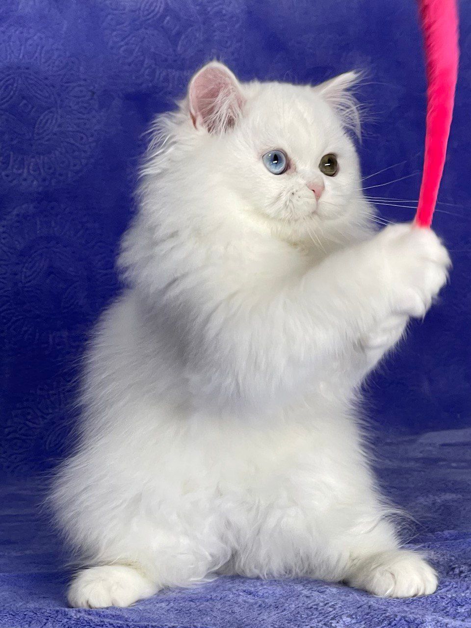 9323bb6a-00ef-4040-9d69-db69592cf6bd