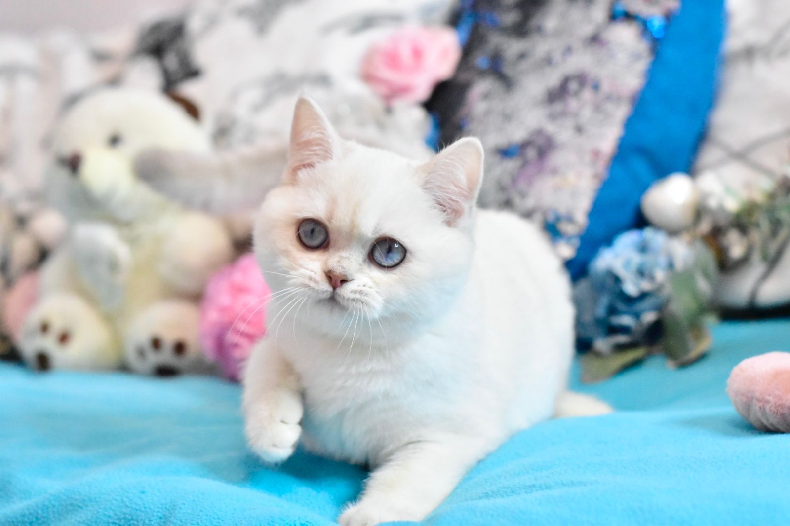 9bcc0646-807b-4bd5-8213-f18d3015c407