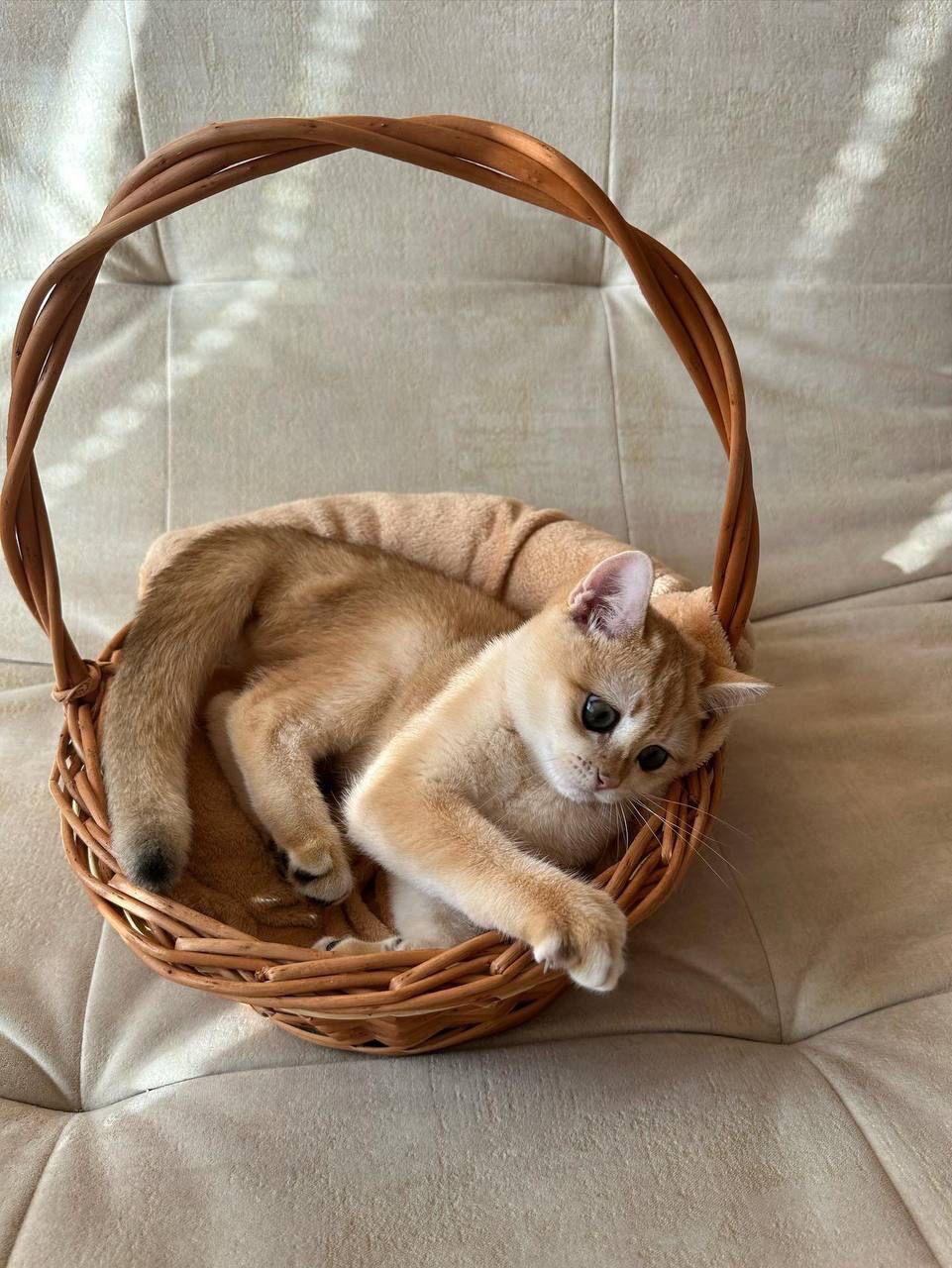 a23ce92a-3a78-4151-94a9-ceaa0d948822