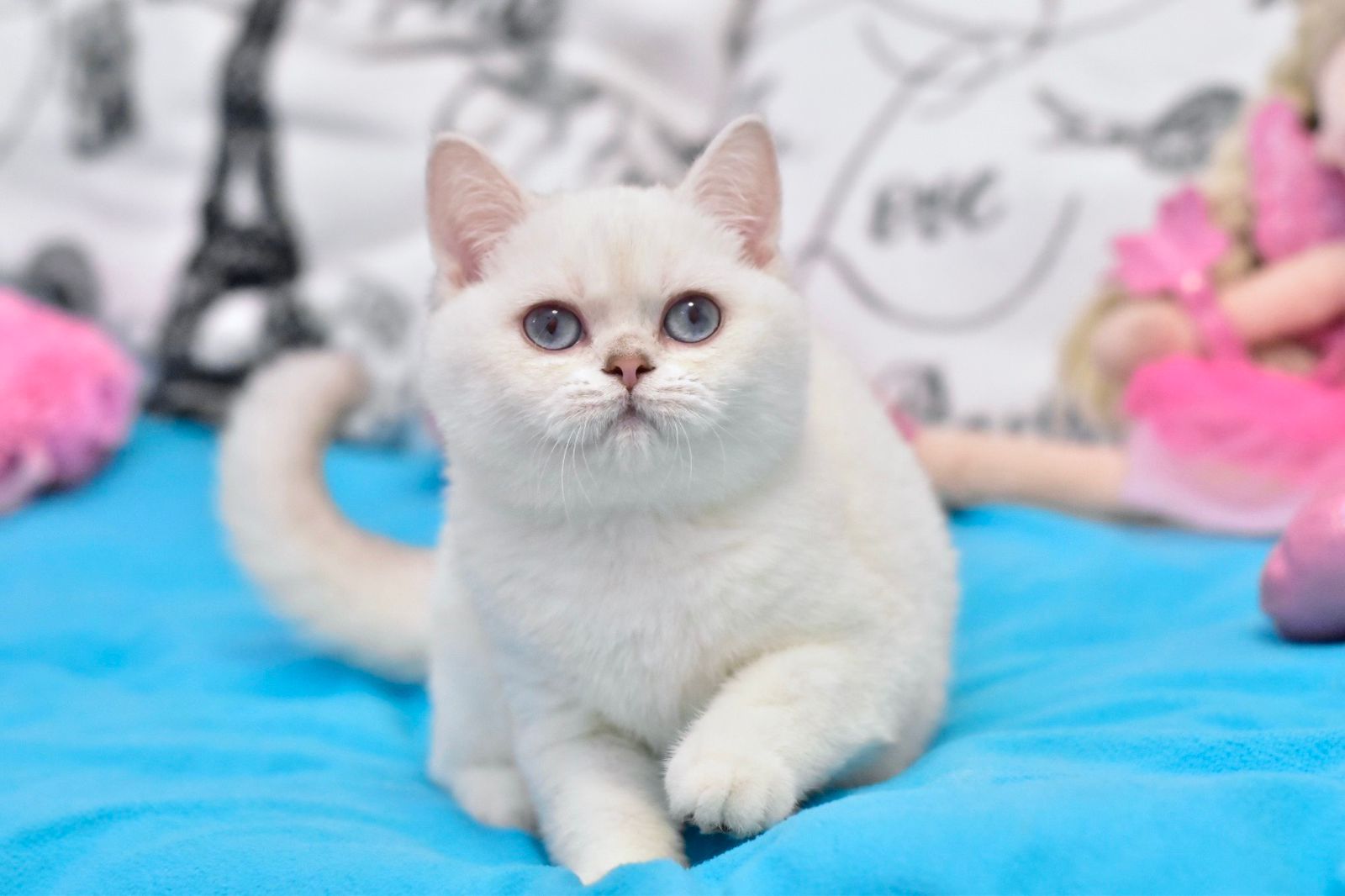 a8fd9b36-68aa-4bbb-b50c-7d00ea80bde5