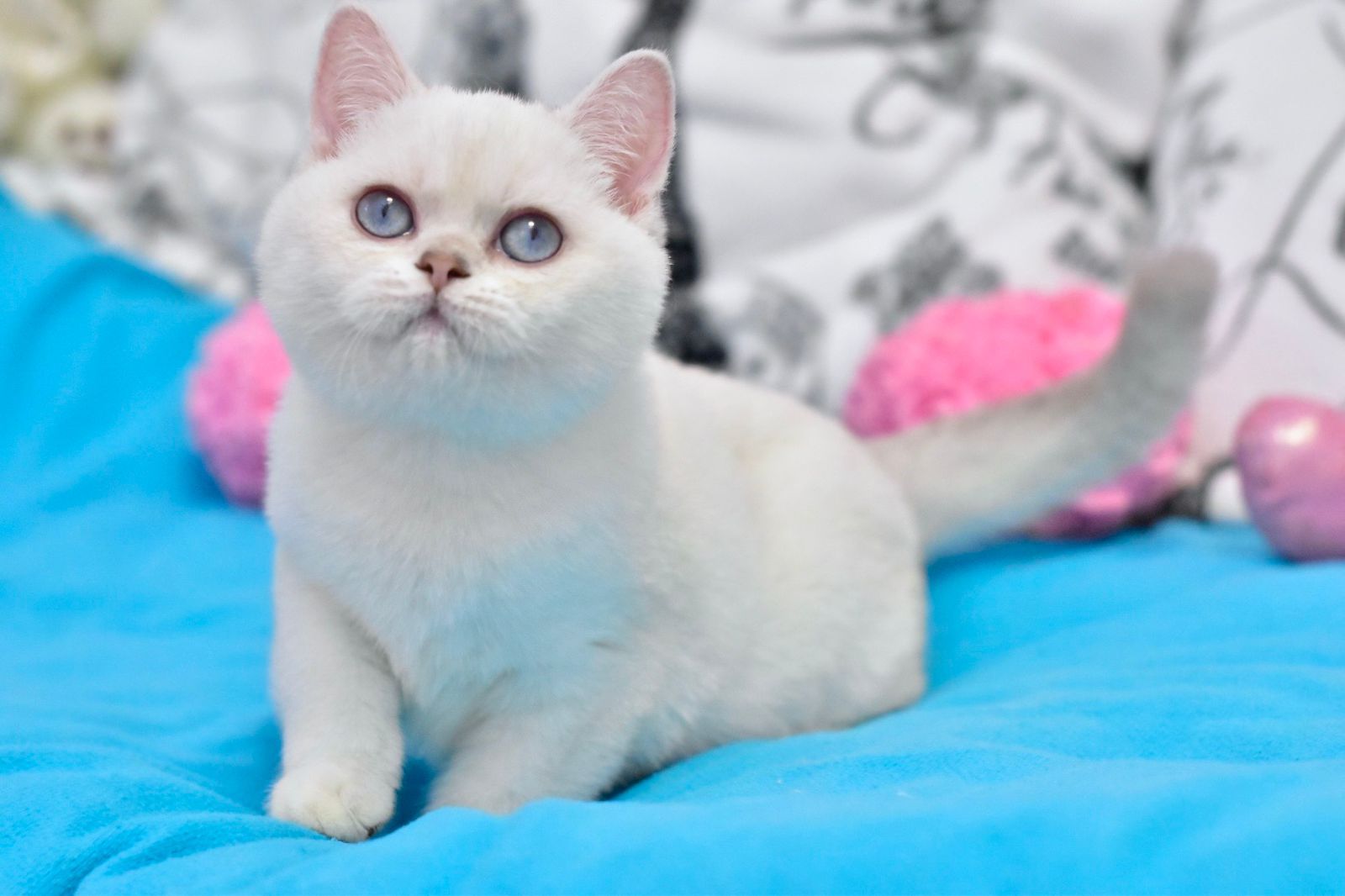 add6b7df-18ab-47b9-8241-1de6ca5e1241