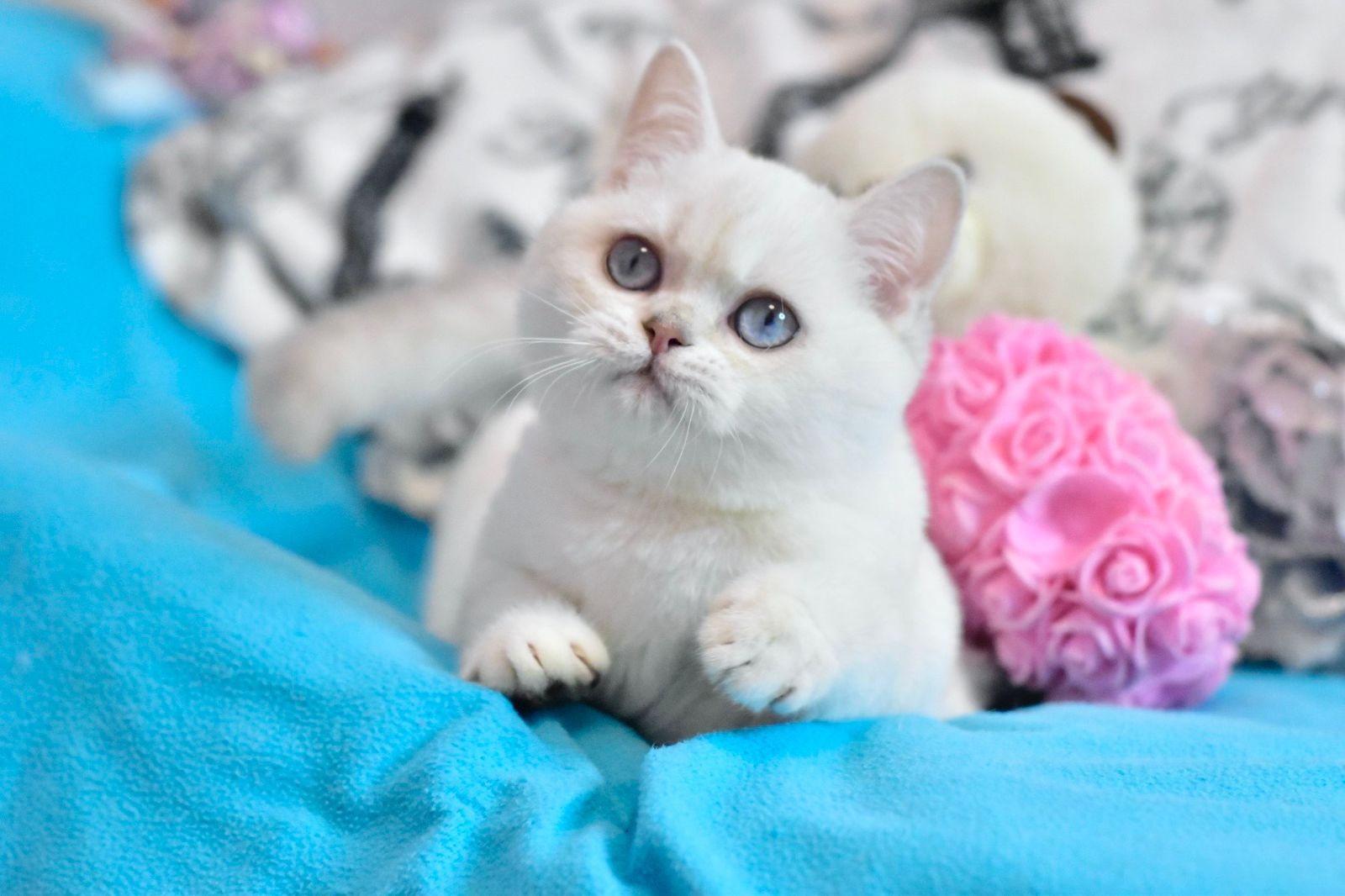 b4aa4be8-67ec-441c-a837-57fbe16d819a